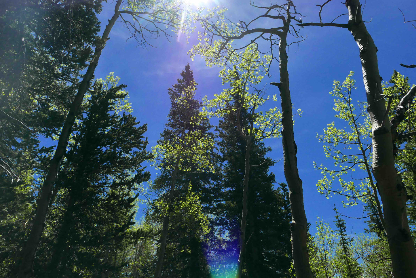 Colorado Sky High - Artistic Transfer, LLC