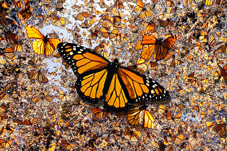Monarch Manifestations - Artistic Transfer, LLC