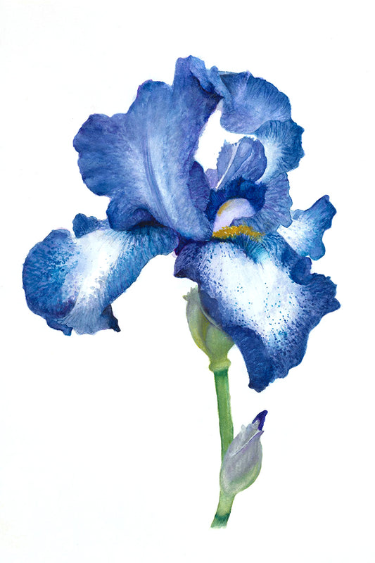Blue Iris