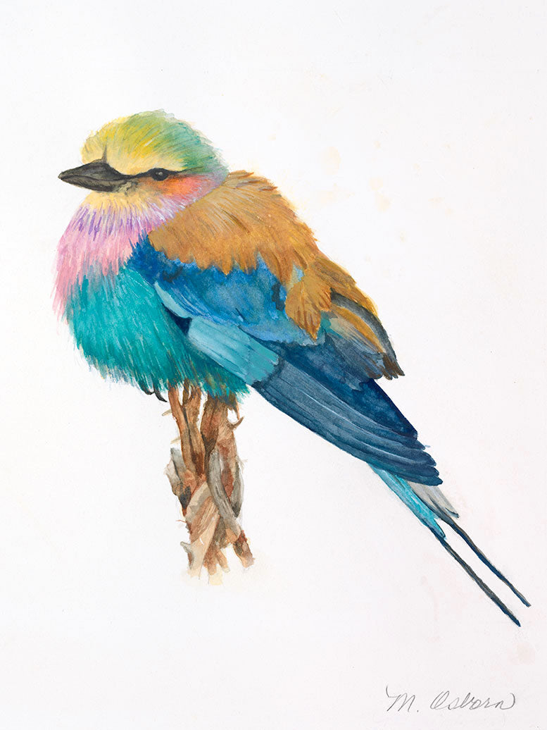 Scarlet Breasted Bird