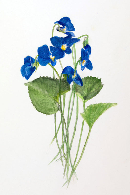 Wild Violets