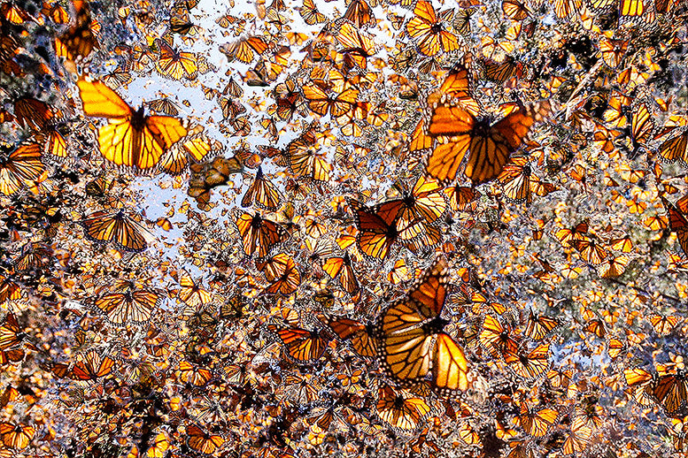 Monarch PSA: Plant Milkweed - Artistic Transfer, LLC