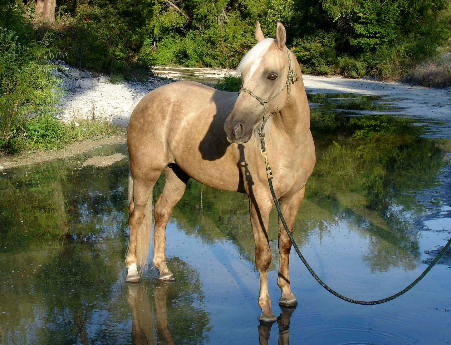 Nash Grown Up - Artistic Transfer, LLC