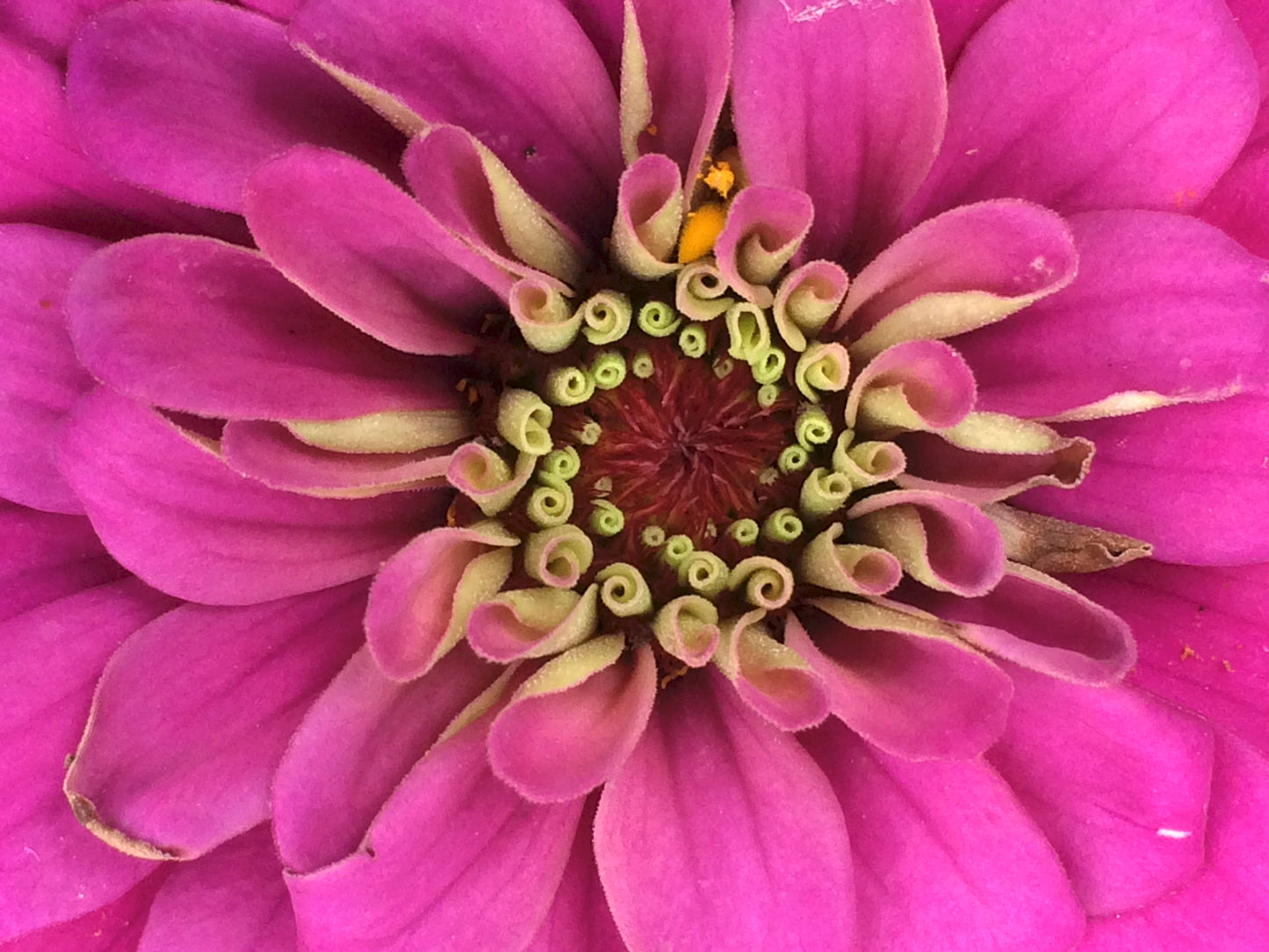 Sacred Swirls: Flower - Artistic Transfer, LLC