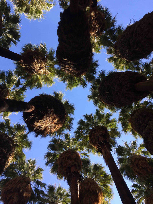 Sky Palms - Artistic Transfer, LLC