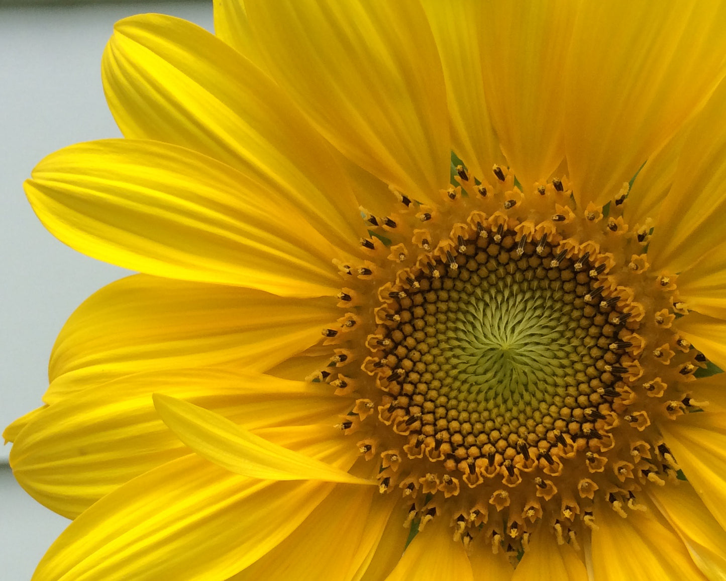 Sunny Thoughts - Artistic Transfer, LLC