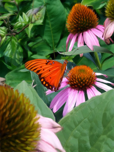 Butterfly Echinacea (Coneflower) - Artistic Transfer, LLC