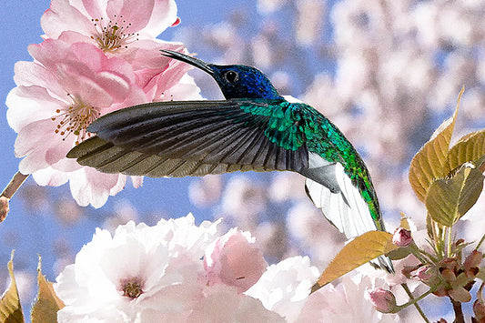 Hummingbirds In Heaven - Artistic Transfer, LLC