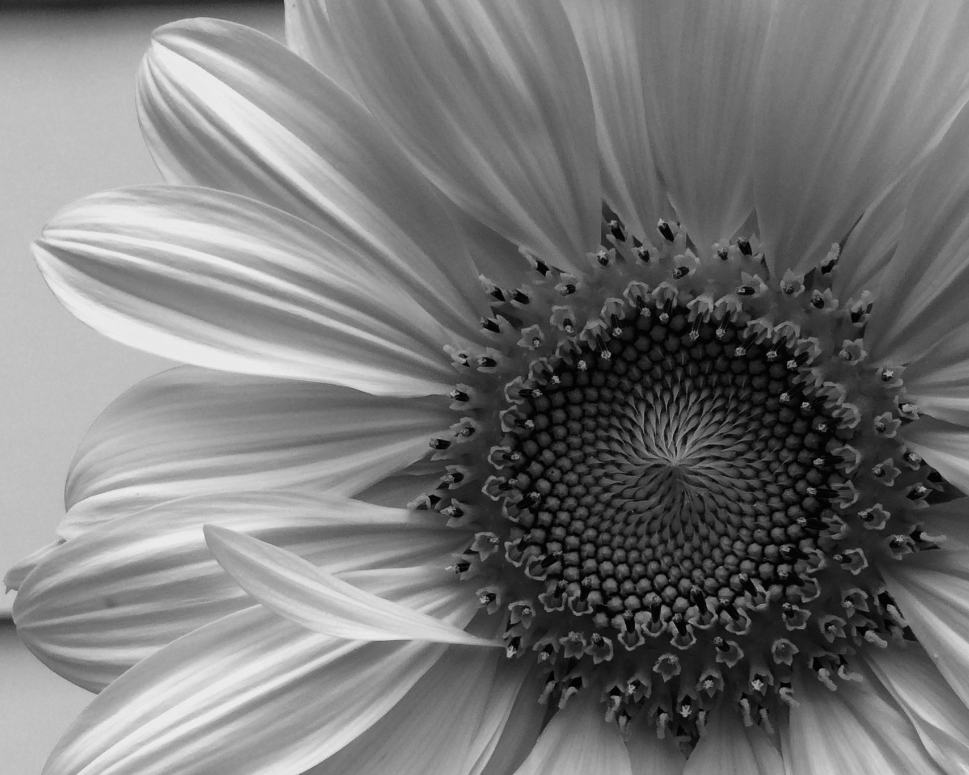 Sunny Thoughts | Black & White Photography - Artistic Transfer, LLC